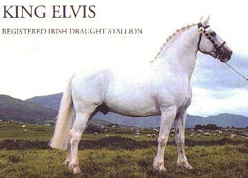 King Elvis